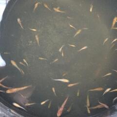 メダカ 赤虎系111匹の画像