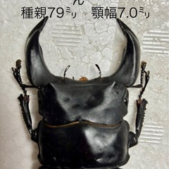 ホペイオオクワガタペアの画像