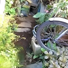 はちよせの画像