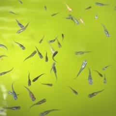 めだか/Mixメダカの稚魚の画像