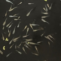 メダカＭＩＸ50匹幼魚の画像