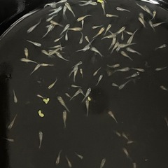メダカＭＩＸ50匹幼魚の画像