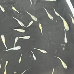 メダカＭＩＸ50匹幼魚の画像