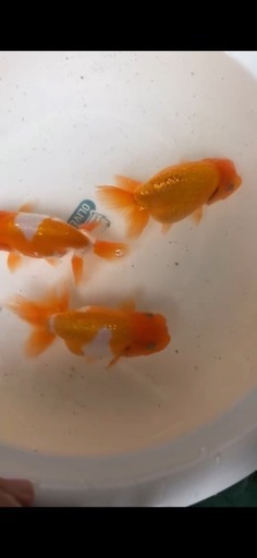 らんちゅう　特大