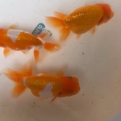 らんちゅう　特大の画像