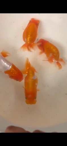 らんちゅう　特大