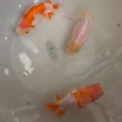 らんちゅう　特大の画像