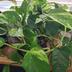 ランキングキーワードに紐づく投稿画像-観葉植物