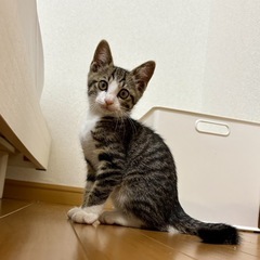 🍒【お話し中】【7/27(日)小倉南区譲渡会】とっても明るい女の...