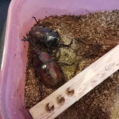 【決定しました】カブトムシの画像