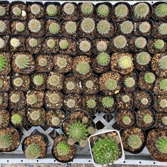 多肉植物(サボテン)の画像