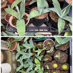 多肉植物(サボテン)の画像
