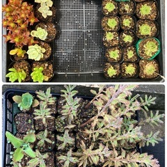 多肉植物(サボテン)の画像