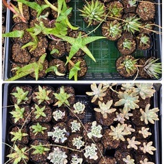 多肉植物(サボテン)の画像