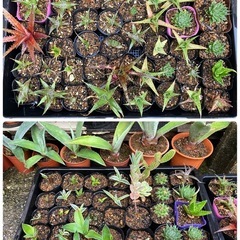 多肉植物(サボテン)