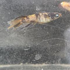 金閣メダカ卵　5粒+aプレゼントの画像