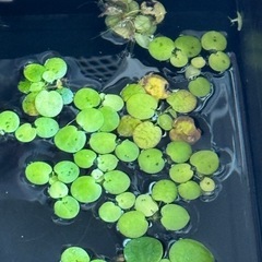 浮き草　メダカに　②の画像