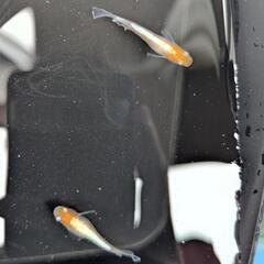 21日取引可能！【ビーンズ様ブリード極上種親】天照の幼魚 1匹100円〜　紅白系　紅白体外光　アマテラス　オリジアスの画像