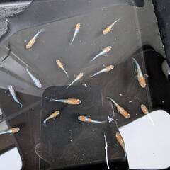 21日取引可能！【ビーンズ様ブリード極上種親】天照の幼魚 1匹100円〜　紅白系　紅白体外光　アマテラス　オリジアスの画像