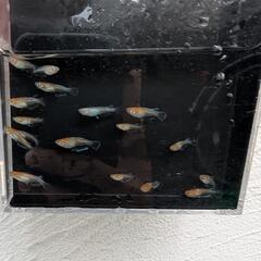 21日取引可能！【ビーンズ様ブリード極上種親】天照の幼魚 1匹100円〜　紅白系　紅白体外光　アマテラス　オリジアスの画像