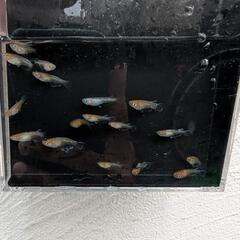 21日取引可能！【ビーンズ様ブリード極上種親】天照の幼魚 1匹100円〜　紅白系　紅白体外光　アマテラス　オリジアスの画像