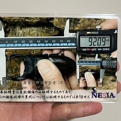 能勢産大型オオクワガタペアNESiA血統種親超大型の画像