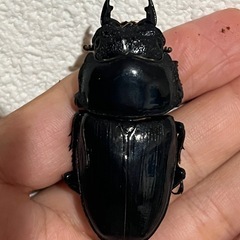 能勢産大型オオクワガタペアNESiA血統種親超大型の画像