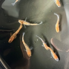 選べる　メダカ　稚魚　10匹セット　500円の画像