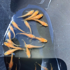 選べる　メダカ　稚魚　10匹セット　500円の画像
