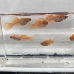 選べる　メダカ　稚魚　10匹セット　500円の画像