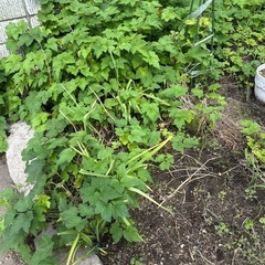 秋明菊　白　沢山　宿根草🌱の画像