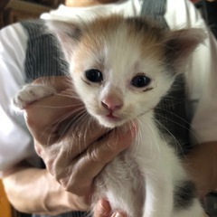 子猫