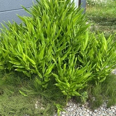 ❷茗荷苗🌱　ミョウガ　株　適当な量　沢山　家庭菜園の画像