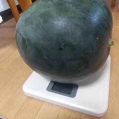 大玉スイカ10キロの画像