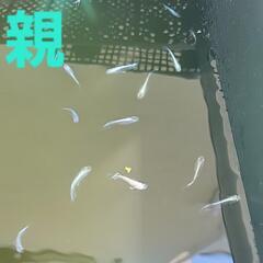 メダカ　マリアージュロングフィン　稚魚～若魚6匹　1000円の画像