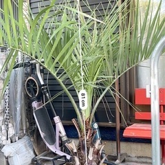 ココスヤシ　激安の画像