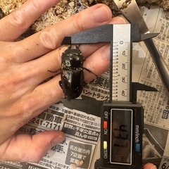 オオクワガタ　43.7mm メスの画像