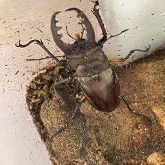 ミヤマクワガタの画像