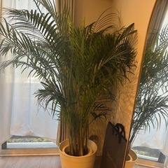 アレカヤシ 10号 観葉植物の画像