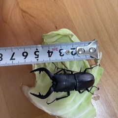ノコギリクワガタ　オス　一匹の画像