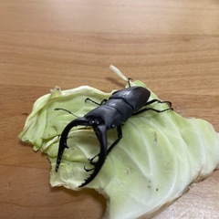 ノコギリクワガタ　オス　一匹の画像