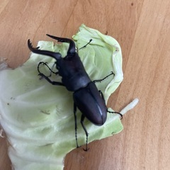 ノコギリクワガタ　オス　一匹の画像