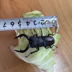 ノコギリクワガタ　オス　一匹の画像