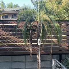 フェニックスロベレニー　激安の画像