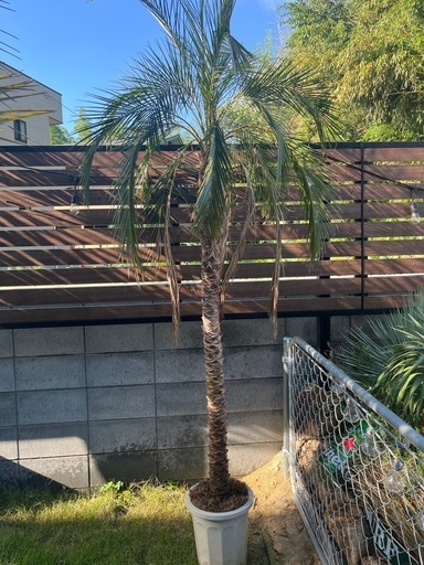 フェニックスロベレニー　激安