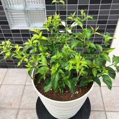 コンロンカ　ハンカチの木　大型鉢　受け皿なし(屋外展示品)の画像