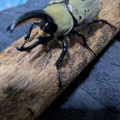 グラントシロカブト♂の画像