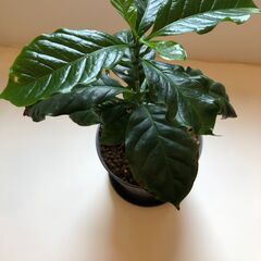 観葉植物　コーヒーの木　(受皿あり)の画像