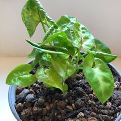 シンゴニウム　ミニ観葉植物　受皿付きの画像