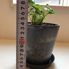 シンゴニウム　ミニ観葉植物　受皿付きの画像